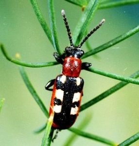 What's Bugging Your Garden? Image